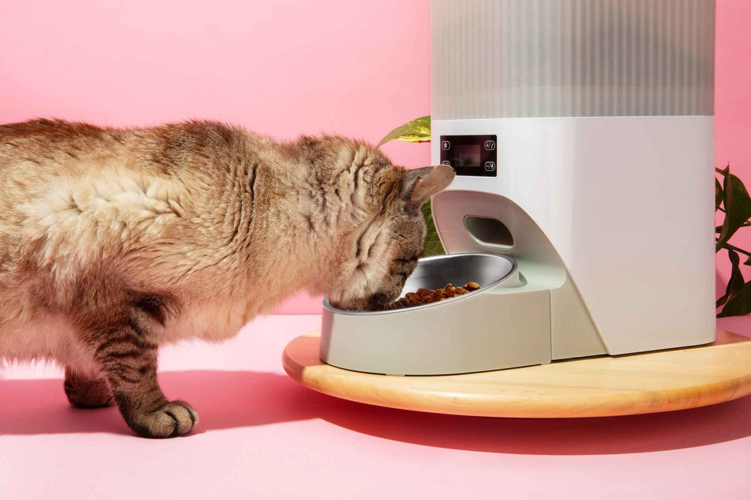 Distributeurs pour chats